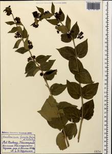 Vincetoxicum funebre Boiss. & Kotschy, Caucasus, Stavropol Krai, Karachay-Cherkessia & Kabardino-Balkaria (K1b) (Russia)