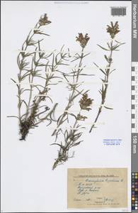 Dracocephalum ruyschiana L., Siberia, Baikal & Transbaikal region (S4) (Russia)