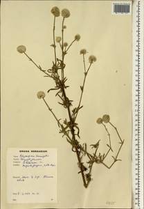 Polycarpaea linearifolia (DC.) DC., Africa (AFR) (Ghana)