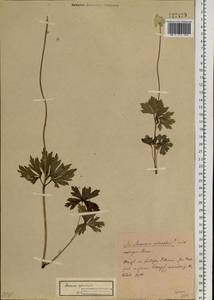 Anemone sylvestris L., Siberia, Baikal & Transbaikal region (S4) (Russia)