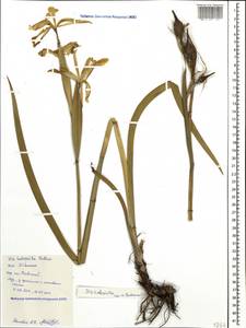 Iris halophila Pall., Caucasus, Black Sea Shore (from Novorossiysk to Adler) (K3) (Russia)