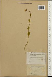 Conringia austriaca (Jacq.) Sweet, Caucasus (no precise locality) (K0)