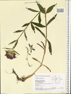 Dianthus barbatus, Eastern Europe, Central region (E4) (Russia)