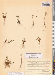 Chrysosplenium wrightii subsp. saxatile (Khokhr.) Vorosch., Siberia, Chukotka & Kamchatka (S7) (Russia)