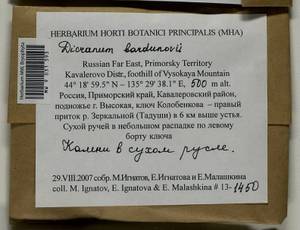 Dicranum bardunovii Tubanova & Ignatova, Bryophytes, Bryophytes - Russian Far East (excl. Chukotka & Kamchatka) (B20) (Russia)