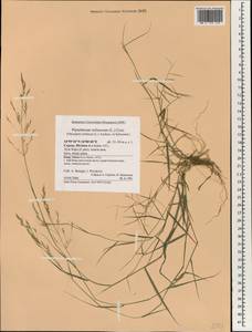 Achnatherum miliaceum (L.) P.Beauv., South Asia, South Asia (Asia outside ex-Soviet states and Mongolia) (ASIA) (Cyprus)