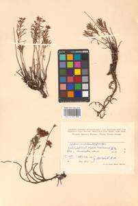 Phedimus middendorfianus subsp. middendorfianus, Siberia, Russian Far East (S6) (Russia)