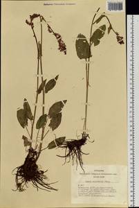 Rumex arifolius All., Siberia, Altai & Sayany Mountains (S2) (Russia)