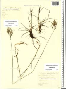 Bromus variegatus M.Bieb., Caucasus, Stavropol Krai, Karachay-Cherkessia & Kabardino-Balkaria (K1b) (Russia)