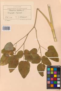 Laserpitium latifolium L., Eastern Europe, West Ukrainian region (E13) (Ukraine)