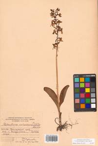 Platanthera densa subsp. orientalis (Schltr.) Efimov, Siberia, Russian Far East (S6) (Russia)