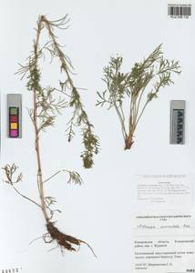 Artemisia pubescens Ledeb., Siberia, Altai & Sayany Mountains (S2) (Russia)