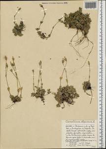 Cerastium alpinum L., Eastern Europe, Northern region (E1) (Russia)