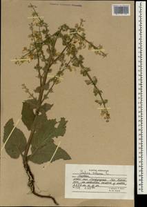 Salvia sclarea L., South Asia, South Asia (Asia outside ex-Soviet states and Mongolia) (ASIA) (Afghanistan)
