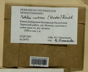 Pohlia nutans (Hedw.) Lindb., Bryophytes, Bryophytes - North Caucasus & Ciscaucasia (B12) (Russia)