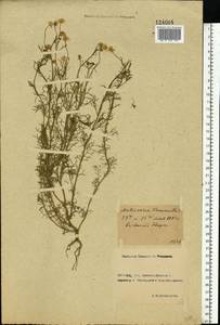 Matricaria chamomilla L., Eastern Europe, Rostov Oblast (E12a) (Russia)