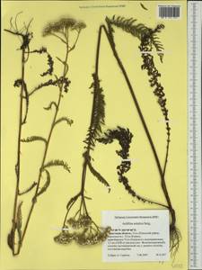 Achillea asiatica Serg., Siberia, Baikal & Transbaikal region (S4) (Russia)