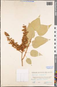 Syringa vulgaris L., Eastern Europe, North Ukrainian region (E11) (Ukraine)