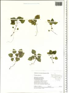 Circaea alpina L., Eastern Europe, Central region (E4) (Russia)