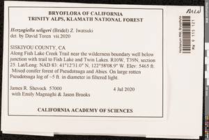 Herzogiella seligeri (Brid.) Z. Iwats., Bryophytes, Bryophytes - America (BAm) (United States)