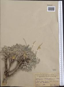 Astragalus schrenkianus Fisch. & Mey., Middle Asia, Western Tian Shan & Karatau (M3) (Kazakhstan)