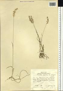 Trisetum spicatum (L.) K.Richt., Siberia, Russian Far East (S6) (Russia)