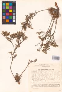 Limonium caspium (Willd.) Gams, Eastern Europe, Middle Volga region (E8) (Russia)