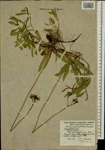 Pilosella caespitosa subsp. caespitosa, Eastern Europe, Moscow region (E4a) (Russia)