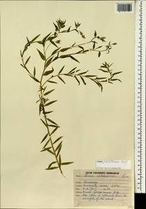 Linum grandiflorum Desf., South Asia, South Asia (Asia outside ex-Soviet states and Mongolia) (ASIA) (India)