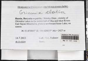 Grimmia elatior Bruch ex Bals.-Criv. & De Not., Bryophytes, Bryophytes - Baikal & Transbaikal regions (B18) (Russia)