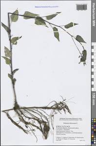 Solanum dulcamara L., Eastern Europe, Central region (E4) (Russia)