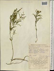 Cynanchum thesioides (Freyn) K. Schum., Mongolia (MONG) (Mongolia)