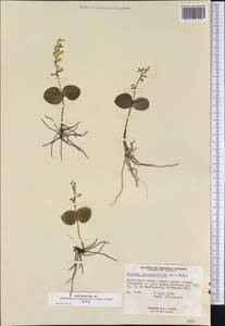 Neottia convallarioides (Sw.) Rich., America (AMER) (Canada)