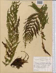 Pseudathyrium alpestre subsp. americanum (Butters), America (AMER) (United States)