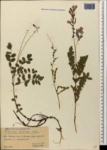 Hedysarum caucasicum M.Bieb., Caucasus, South Ossetia (K4b) (South Ossetia)