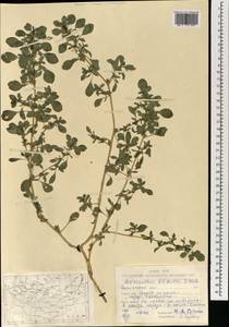 Amaranthus blitoides S.Watson, Mongolia (MONG) (Mongolia)