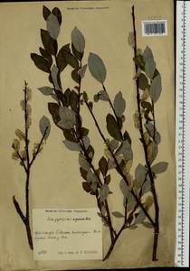 Salix myrsinifolia × phylicifolia, Eastern Europe, Central region (E4) (Russia)