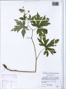 Aconitum fischeri Rchb., Siberia, Russian Far East (S6) (Russia)