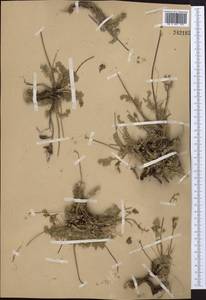 Oxytropis aulieatensis Vved., Middle Asia, Western Tian Shan & Karatau (M3)