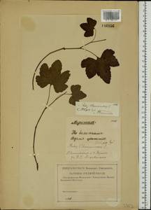 Rubus chamaemorus L., Eastern Europe, North-Western region (E2) (Russia)