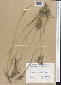 Piptatherum alpestre (Grig.) Roshev., Middle Asia, Pamir & Pamiro-Alai (M2) (Tajikistan)