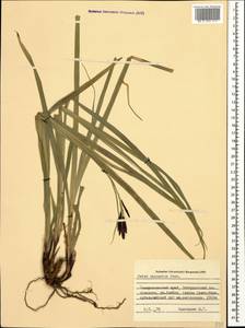 Carex caucasica Steven, Caucasus, Stavropol Krai, Karachay-Cherkessia & Kabardino-Balkaria (K1b) (Russia)