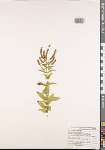 Mentha × piperita L., Eastern Europe, Central region (E4) (Russia)