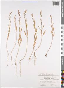 Atriplex littoralis L., Eastern Europe, Lower Volga region (E9) (Russia)