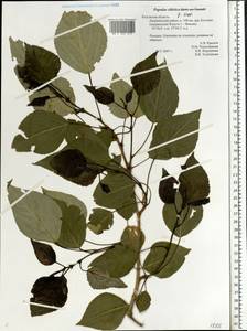 Populus tremuloides Michx., Eastern Europe, Central region (E4) (Russia)