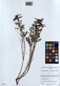 KUZ 001 486, Astragalus ceratoides M. Bieb., Siberia, Altai & Sayany Mountains (S2) (Russia)