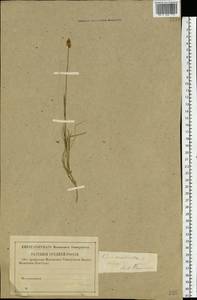 Carex chordorrhiza L.f., Eastern Europe, North-Western region (E2) (Russia)