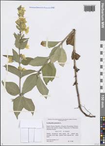 Lysimachia punctata L., Eastern Europe, Northern region (E1) (Russia)