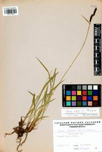 Carex nigra (L.) Reichard, Siberia, Central Siberia (S3) (Russia)
