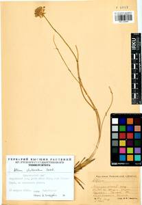 Allium clathratum Ledeb., Siberia, Altai & Sayany Mountains (S2) (Russia)